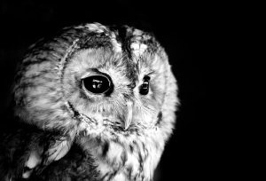 owl2[1]
