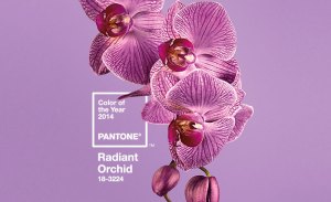pantone-color-of-the-year-2014-radiant-orchid[1]