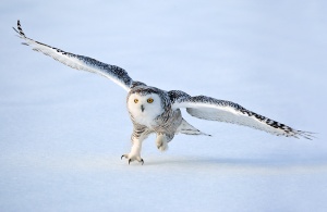 snowy-owl-landing-quebec[1]